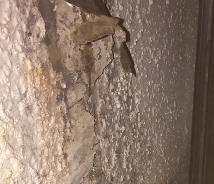 Addressing Mold Damage Promptly Can Save in The Long Term