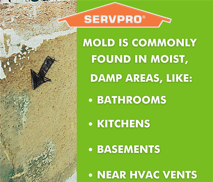 Visible mold growth on building materials. 
